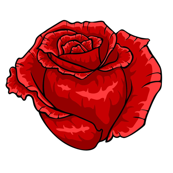 Red rose bud. Isolated flower on white background. - Vektor, kép