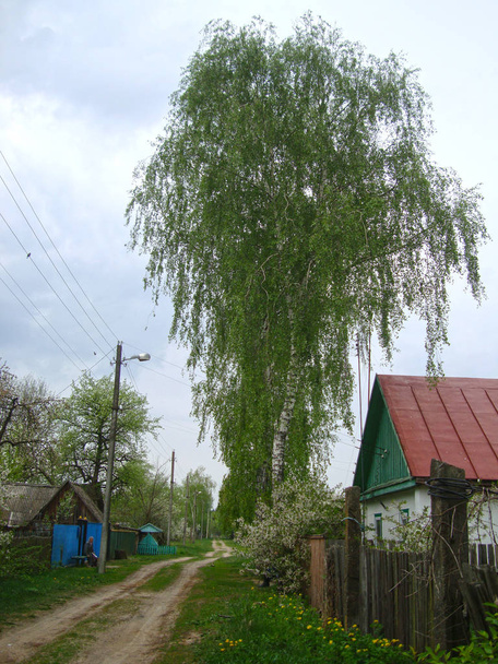 village street in spring - Foto, imagen