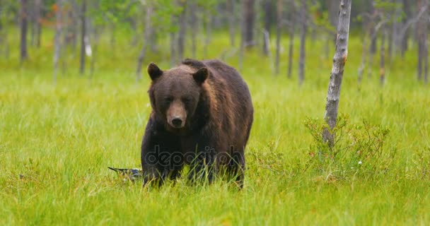 Grande urso marrom adulto andando na floresta enquanto os pássaros voam nas costas
 - Filmagem, Vídeo