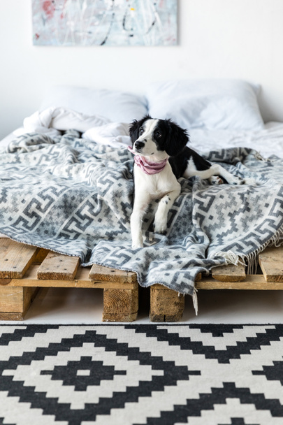 perrito con escote rosa acostado en la cama
 - Foto, Imagen