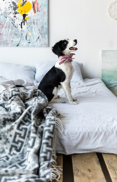 side view of cute puppy with pink neckpiece sitting on bed - Foto, Imagen