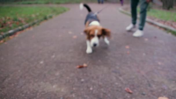 Beagle σκύλος τρέχει προς την κάμερα και sniff αυτήν  - Πλάνα, βίντεο