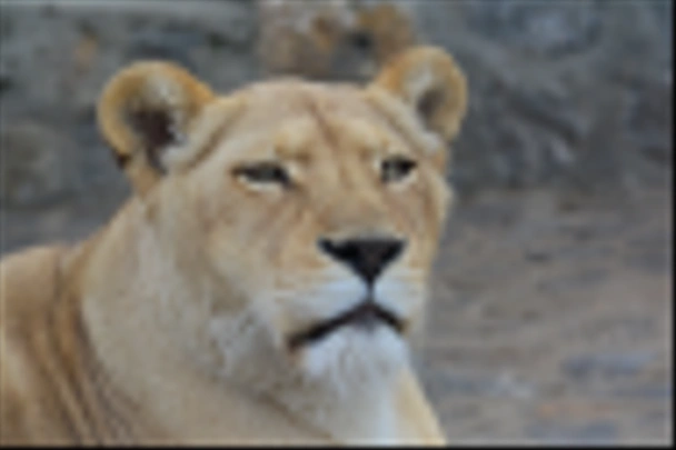 junge Löwin schaut geradeaus - Foto, Bild