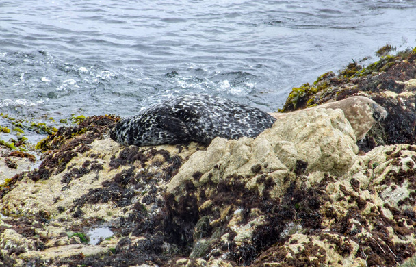 seal in California - Photo, Image