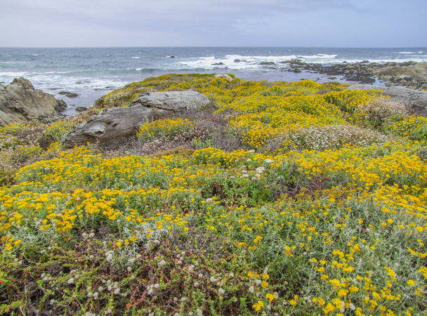 カリフォルニア州の牧歌的な沿岸風景 - 写真・画像