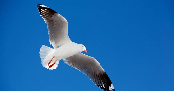 明確な空を飛んでいる白い無料シーガル - 写真・画像