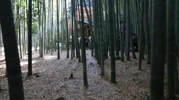 Bambusz erdő idő telik el - Felvétel, videó