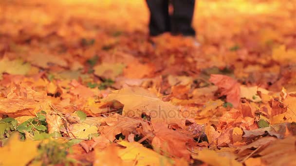 男はゆっくりと黄色の金木が秋の公園で歩きます。背景をぼかした写真 - 映像、動画