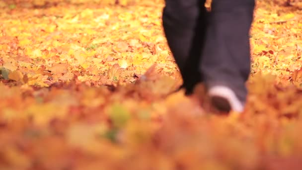 Adam sarı ağaçları ile sonbahar Parkta yürümek. Ayaklar. - Video, Çekim