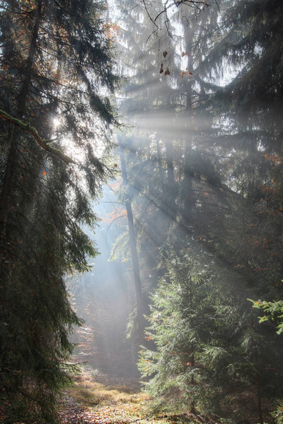 Isten gerendák - a reggel erdő napsugarak - Fotó, kép