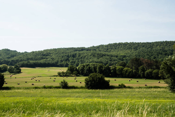 プロヴァンス、フランスの干し草の俵と木と緑の草原 - 写真・画像