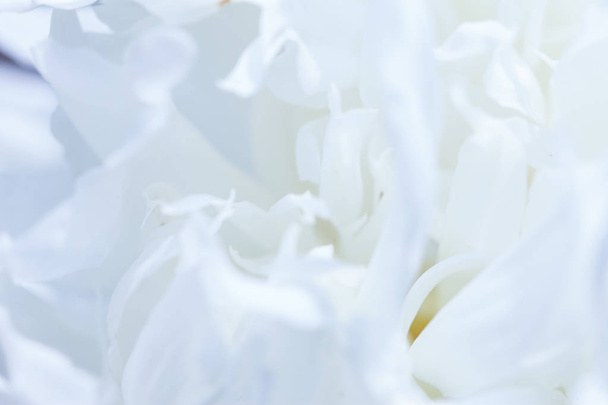White flowers background. Macro of white petals texture. Soft dreamy image - Foto, Imagem