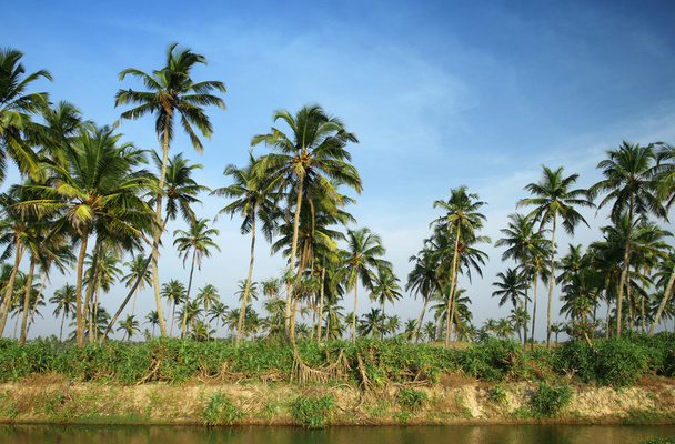 Coconut palms and water - Fotografie, Obrázek