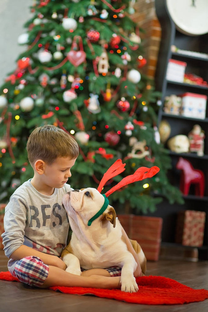 Best friends handsome blond boy and puppy red white english bulldog enjoying spending time with each other close to Christmas tree on red carpet mat. Dog wearing deer cornuted - 写真・画像