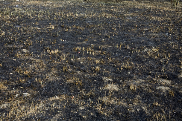 Hierba quemada y mancha de tierra
 - Foto, imagen