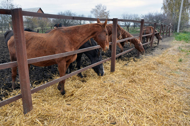 Através da cerca os cavalos comem feno
 - Foto, Imagem
