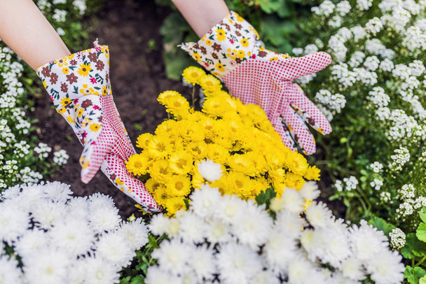 hands of woman planting beautiful yellow chrysanthemums. Gardener taking care of flowers in garden - Fotografie, Obrázek