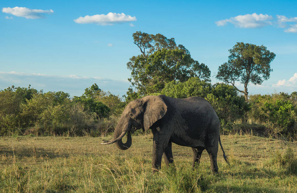African elephants in Masai Mara in Kenya - 写真・画像