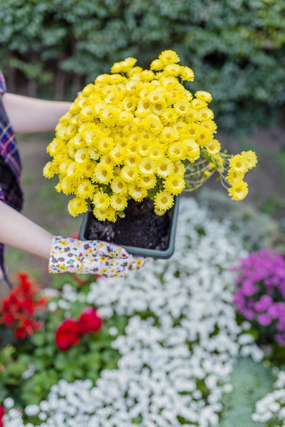 hands of woman holding beautiful yellow chrysanthemums. Gardener taking care of flowers in garden - Photo, Image