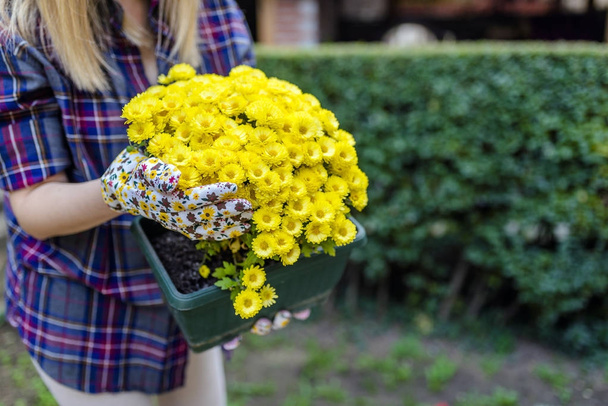 hands of woman holding beautiful yellow chrysanthemums. Gardener taking care of flowers in garden - Foto, Imagem