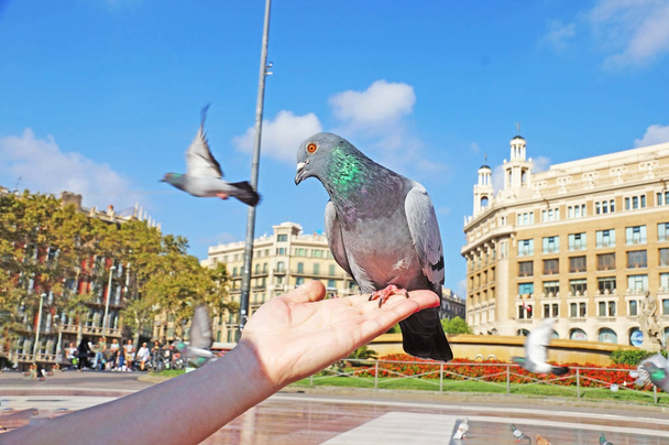 Голубь сидит на женской руке. Голуби на площади Катлонии в Барселоне. Синий голубь
. - Фото, изображение