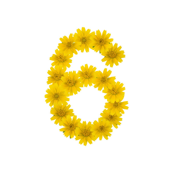 白い背景に分離された黄色のオニシバ花から作られた数 6 - 写真・画像