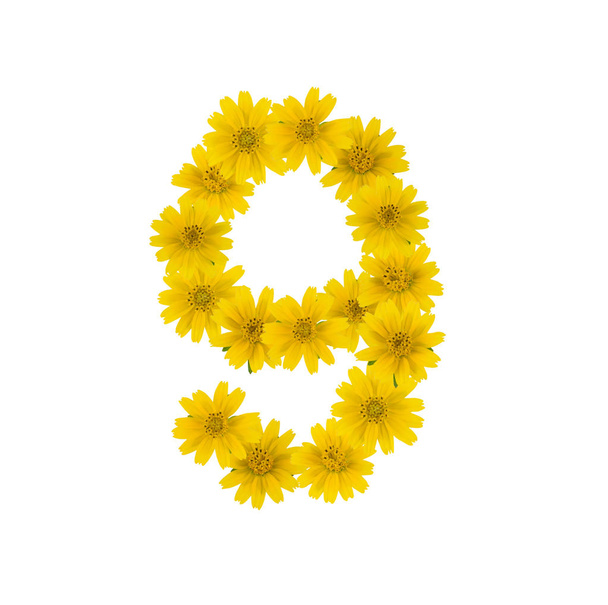 白い背景に分離された黄色のオニシバ花から作られた数 9 - 写真・画像