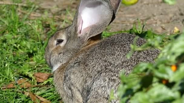 Un simpatico coniglio grigio siede su un prato verde in autunno a Slo-mo
 - Filmati, video