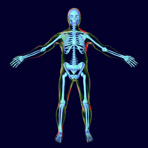 Чоловіче тіло зі скелетом всередині
 - Фото, зображення