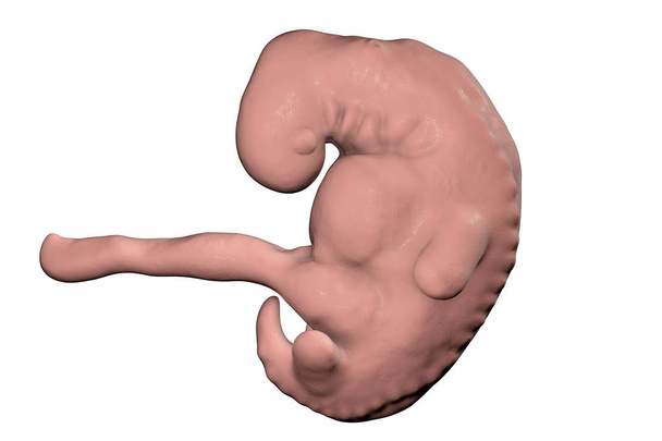 Vier weken embryo, late deel van de vierde week op zwangerschap - Foto, afbeelding