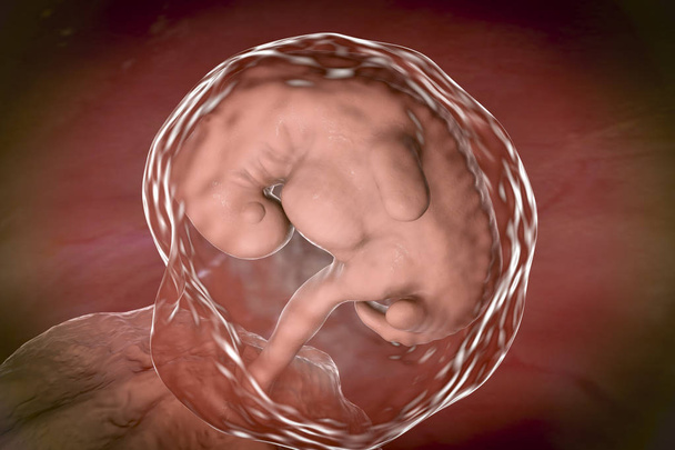 Embrión de cuatro semanas, última parte de la cuarta semana de embarazo
 - Foto, imagen