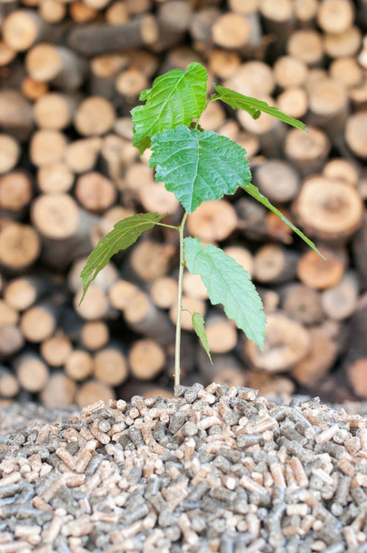 biomassa de madeira e pellets
 - Foto, Imagem