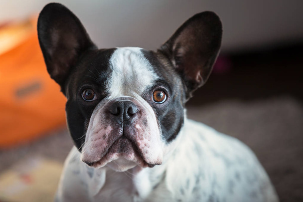 Adorable french bulldog at home - Foto, Bild