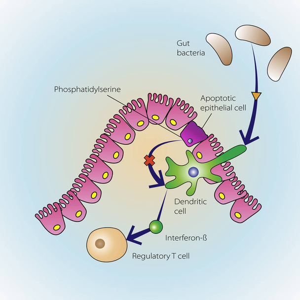 Umírající epiteliálních buněk - Vektor, obrázek