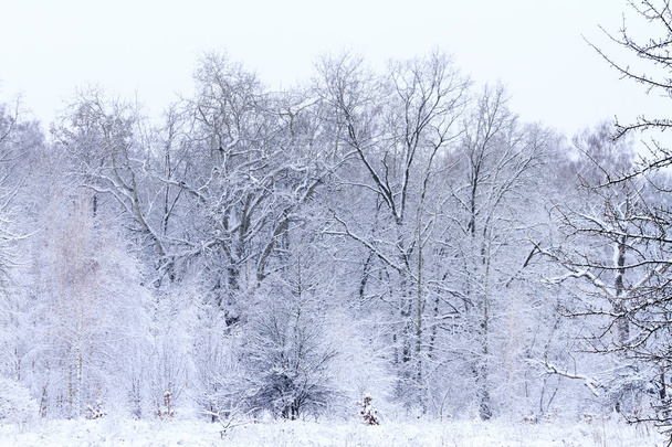 Bosque cubierto de nieve - Foto, Imagen