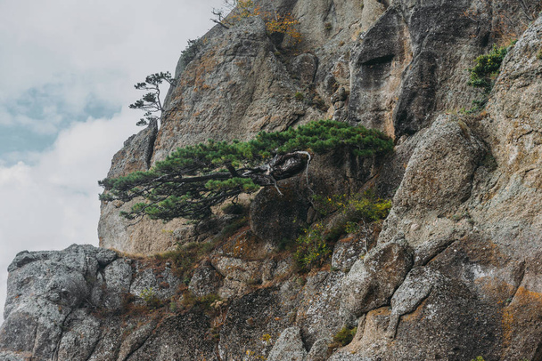 Pine tree on cliff  - Foto, immagini
