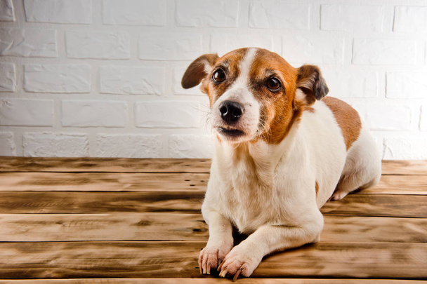 ein niedlicher Hund, der auf einer Holzoberfläche ruht. weißer Hintergrund. - Foto, Bild