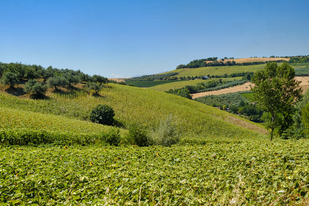 Paisagem perto de Loreto Aprutino (Abruzzi) no verão
 - Foto, Imagem
