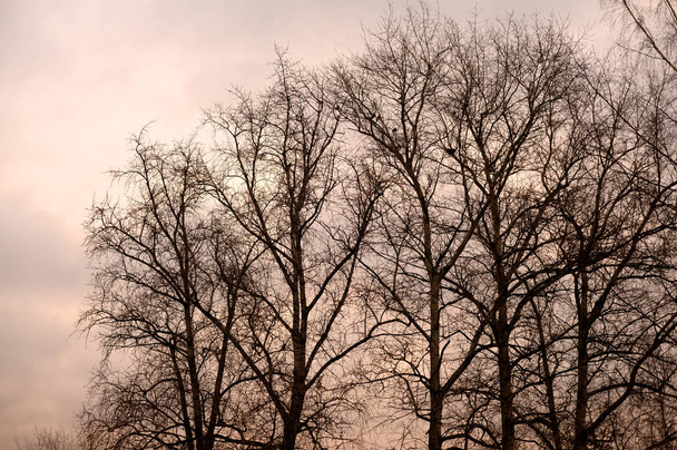 Trees without leaves. - Fotó, kép