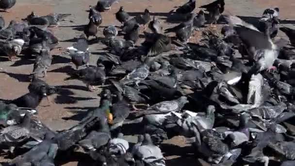 Un gregge di colombe cammina su una piazza piastrellata e cerca cibo in slo-mo
 - Filmati, video