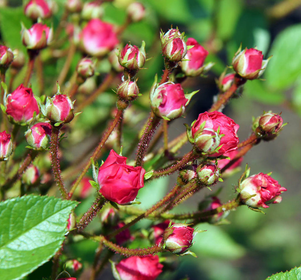 Red rose buds - Photo, Image