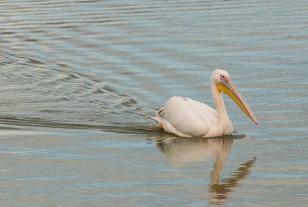 Büyük beyaz Pelikan Yüzme bir havuzda. Fotoğraf Evropy Afrika kuşları geçiş sırasında uyanık ve gözlem hisse senedi Mishmar Hasharon ve rezervuar Emek Hefer, İsrail, çekilmiş - Fotoğraf, Görsel