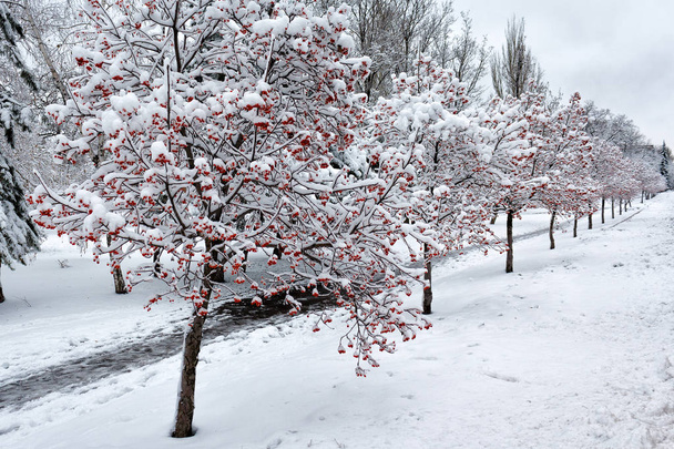 Karla kaplı ağaçlar şehir sokakta. Kış city - Fotoğraf, Görsel