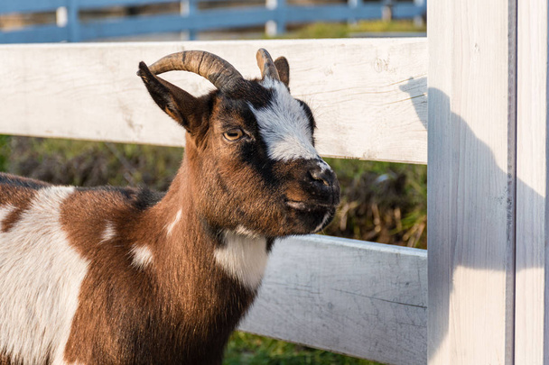 Голландія пігмеїв кози поруч дерев'яний паркан у фермі - Фото, зображення