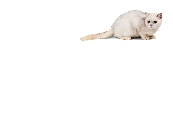 светло-серая короткошерстная породистая бурмилла на белом фоне с местом для текста
 - Фото, изображение