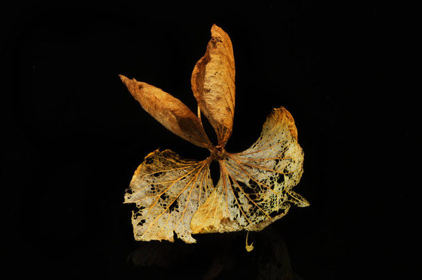 Dried hydrangea flower - Foto, imagen