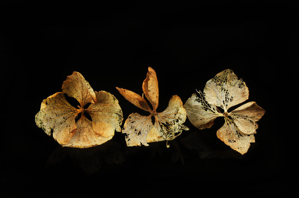 Αποξηραμένα hydrangea ανθίζει κατά μαύρο - Φωτογραφία, εικόνα
