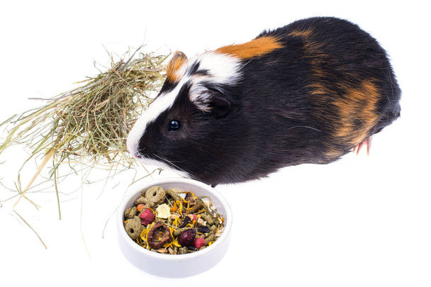 Food for domestic guinea pigs - Photo, Image
