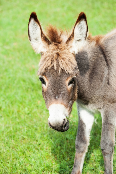 Small donkey  - 写真・画像