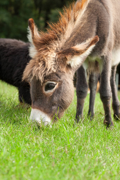 Small donkey  - Foto, Bild